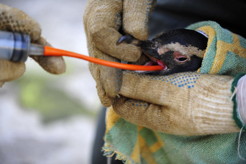 Penguins covered with oil wait to be cleaned