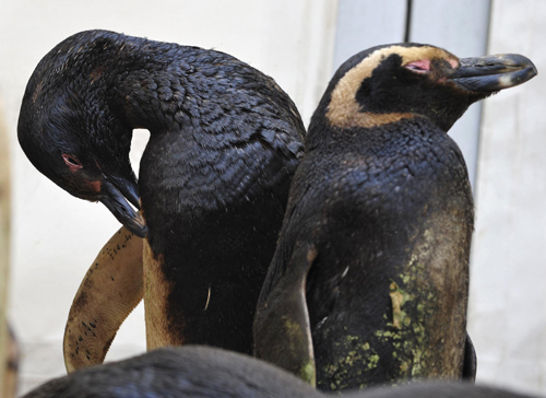 Penguins covered with oil wait to be cleaned