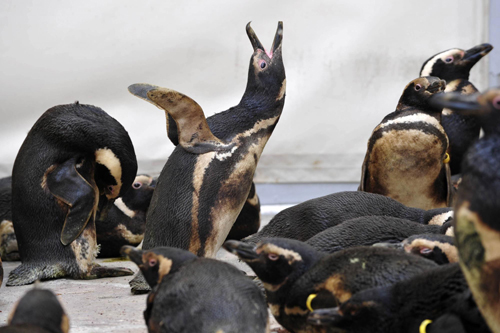 Penguins covered with oil wait to be cleaned
