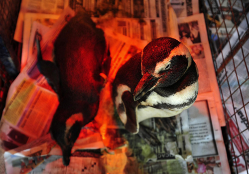 Penguins covered with oil wait to be cleaned