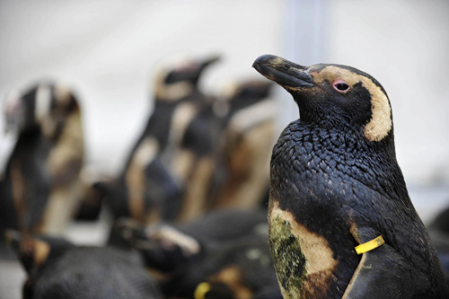 Penguins covered with oil wait to be cleaned
