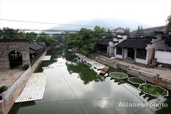 Plants growing on water help keep river clean