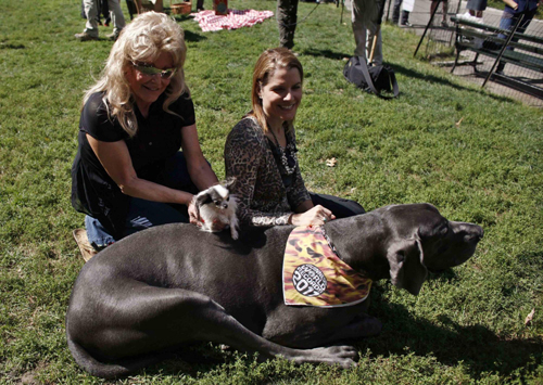 Guinness record's smallest and tallest living dog