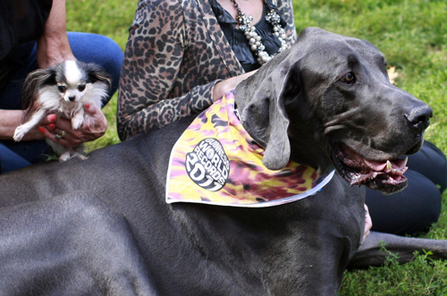 Guinness record's smallest and tallest living dog