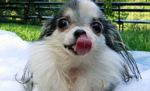 Guinness record's smallest and tallest living dog