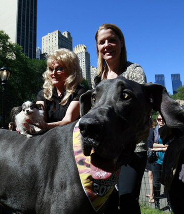 Guinness record's smallest and tallest living dog