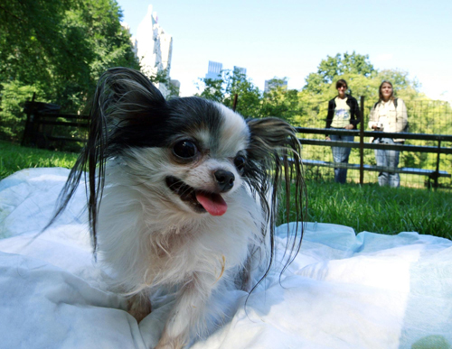 Guinness record's smallest and tallest living dog