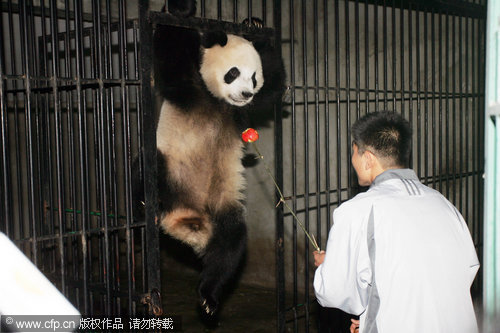 Giant pandas fly off to new life