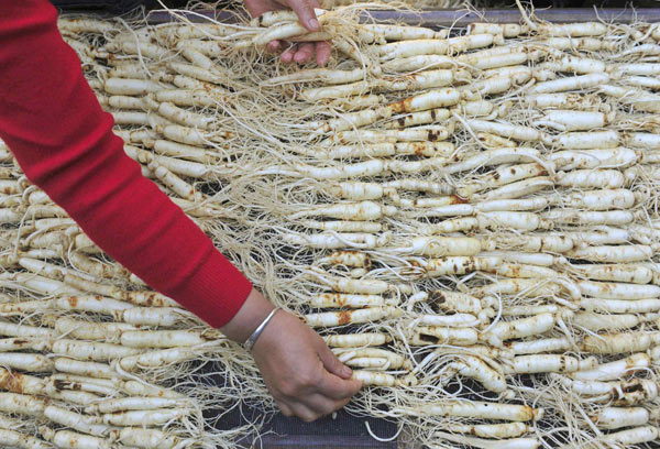 Asia's largest ginseng production centre in Jilin