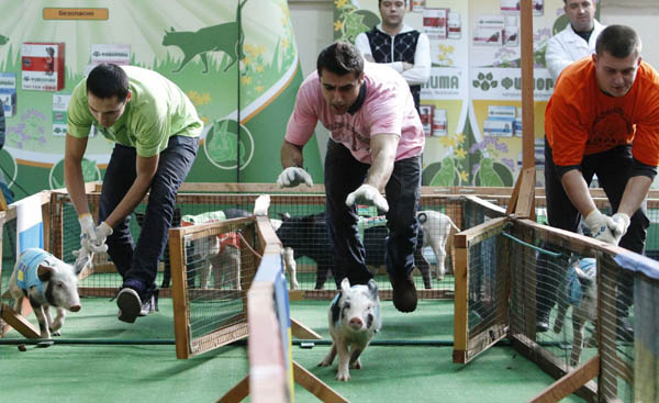 Pig race in Moscow