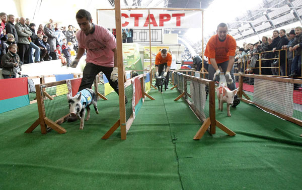 Pig race in Moscow