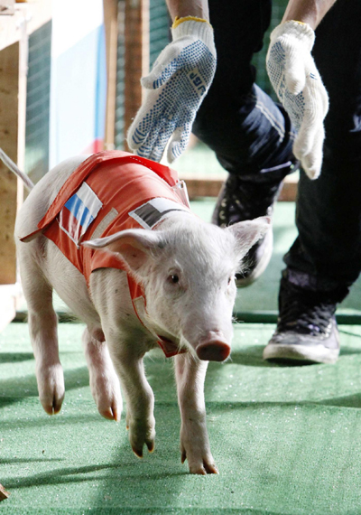 Pig race in Moscow