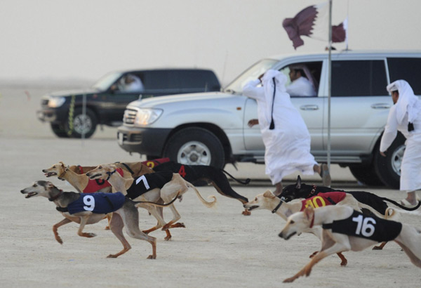 Gulf Challenge of Arabian Saluki Championship