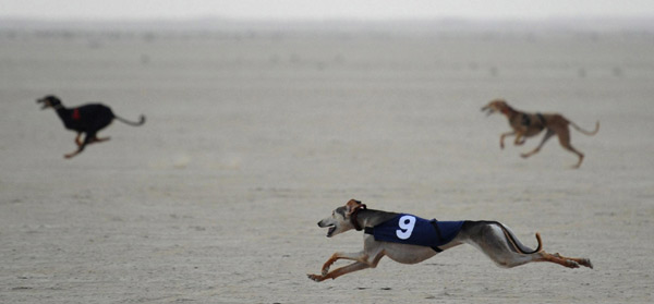 Gulf Challenge of Arabian Saluki Championship