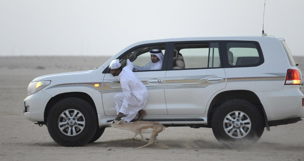 Gulf Challenge of Arabian Saluki Championship