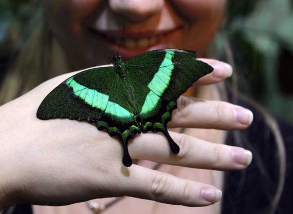 A light touch of the butterfly