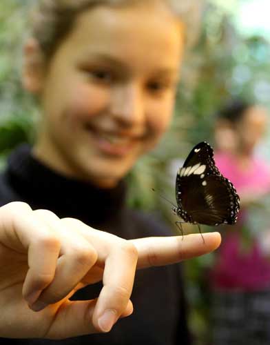 A light touch of the butterfly