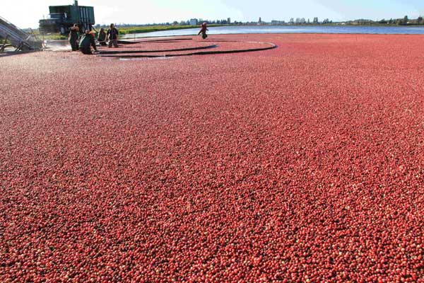 A sea of cranberries harvested from water