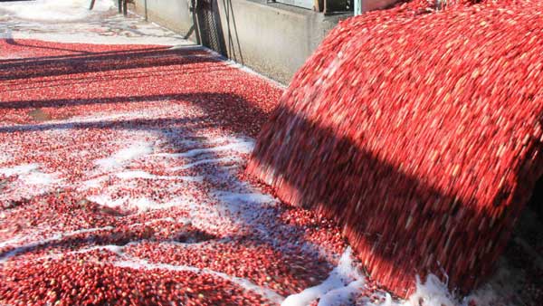 A sea of cranberries harvested from water