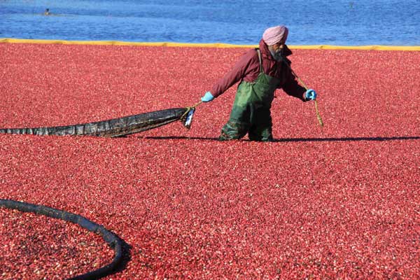 A sea of cranberries harvested from water