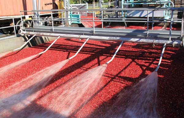A sea of cranberries harvested from water