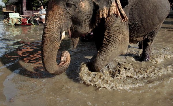Floods force elephants to move to sanctuary in Thailand