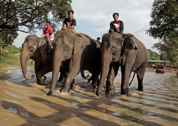 Floods force elephants to move to sanctuary in Thailand