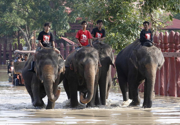 Floods force elephants to move to sanctuary in Thailand