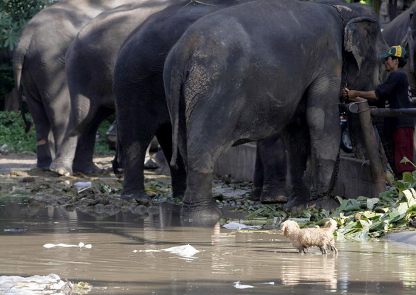 Floods force elephants to move to sanctuary in Thailand
