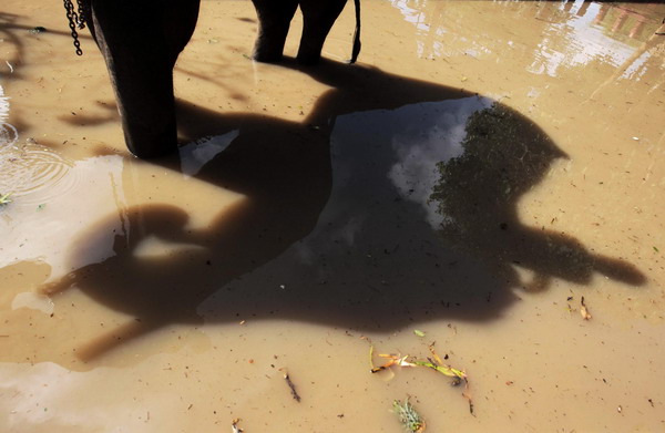 Floods force elephants to move to sanctuary in Thailand