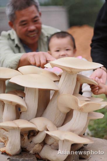 Giant mushrooms