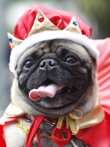 Family pets get all dressed up in Colombia