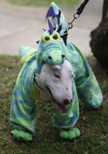 Family pets get all dressed up in Colombia