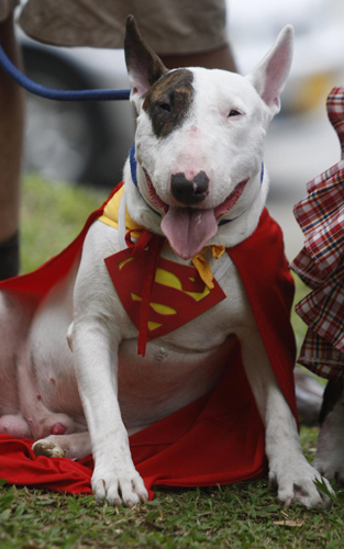 Family pets get all dressed up in Colombia