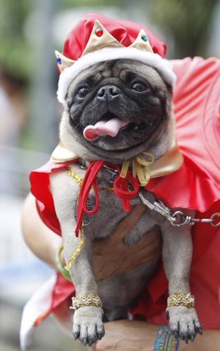 Family pets get all dressed up in Colombia