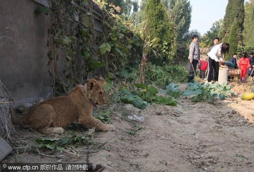 Liger keeps watch on vegetable field