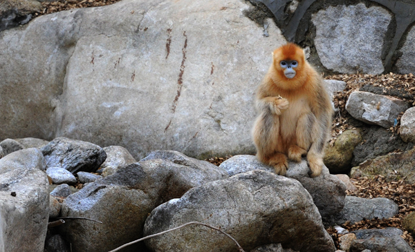 Golden monkeys in forest get help from government
