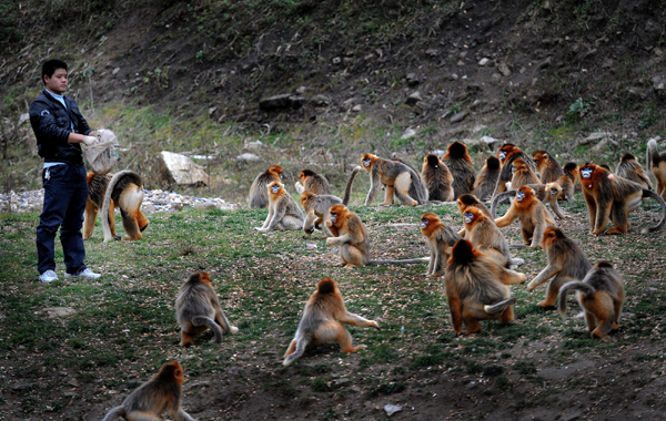 Golden monkeys in forest get help from government