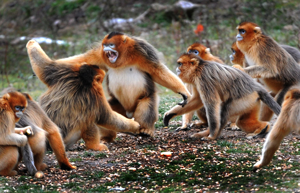 Golden monkeys in forest get help from government