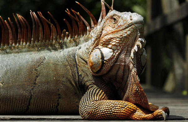 Costa Rica shows excellence in biodiversity
