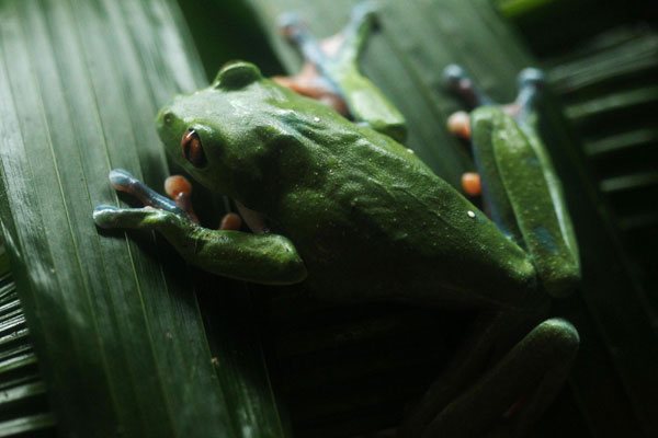 Costa Rica shows excellence in biodiversity
