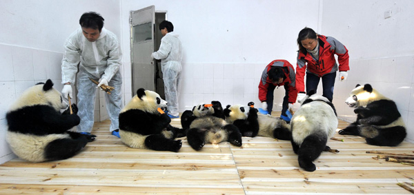 Six pandas arrive in Guangzhou for Asian Games