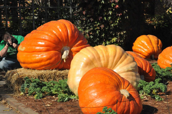 Giant pumpkins welcome upcoming Helloween
