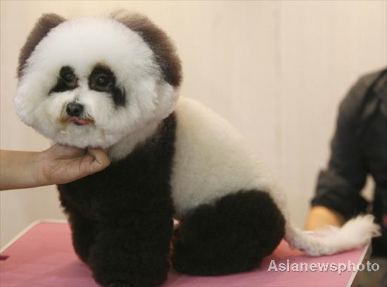 Pet dog show in Hubei province