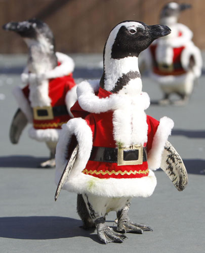 Santa penguins