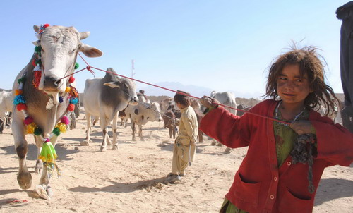 Muslims celebrate Eid al-Adha Festival