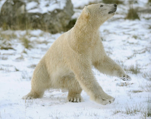Polar bear frolicks in snow