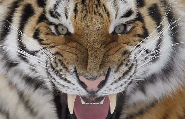 Siberian tiger on brink of extinction