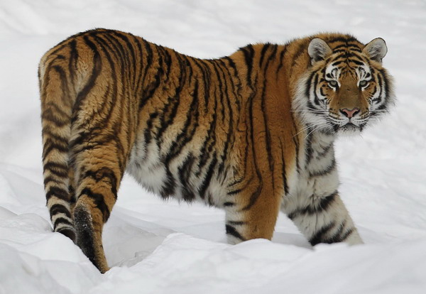 Siberian tiger on brink of extinction