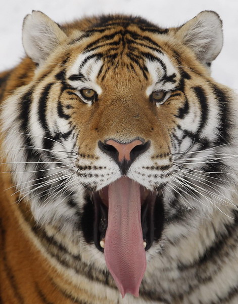 Siberian tiger on brink of extinction